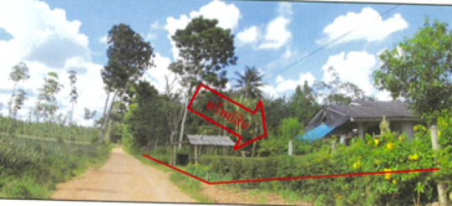 บ้านเดี่ยว 1 ชั้น ถ.บ้านควนออก-บ้านลอน พัทลุง 244 ตร.ว.