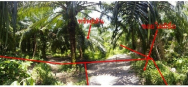 ที่ดินเปล่า หมู่บ้าน/โครงการ ซอย ไม่มีชื่อ ถนน บ้านดอนเค็จ-บ้านพุฒ(สฎ.2015) ตําบลช้างขวา อําเภอกาญจนดิษฐ์จังหวัดสุราษฎร์ธานี เนื้อที่ 15-1-47