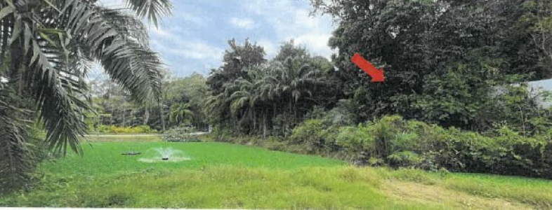ขายทอดตลาดที่ดินเปล่า ติดทะเล ใกล้โรงแรม Intercon yao yai เกาะยาวใหญ่ จ.พังงา 19 -1-95 ไร่