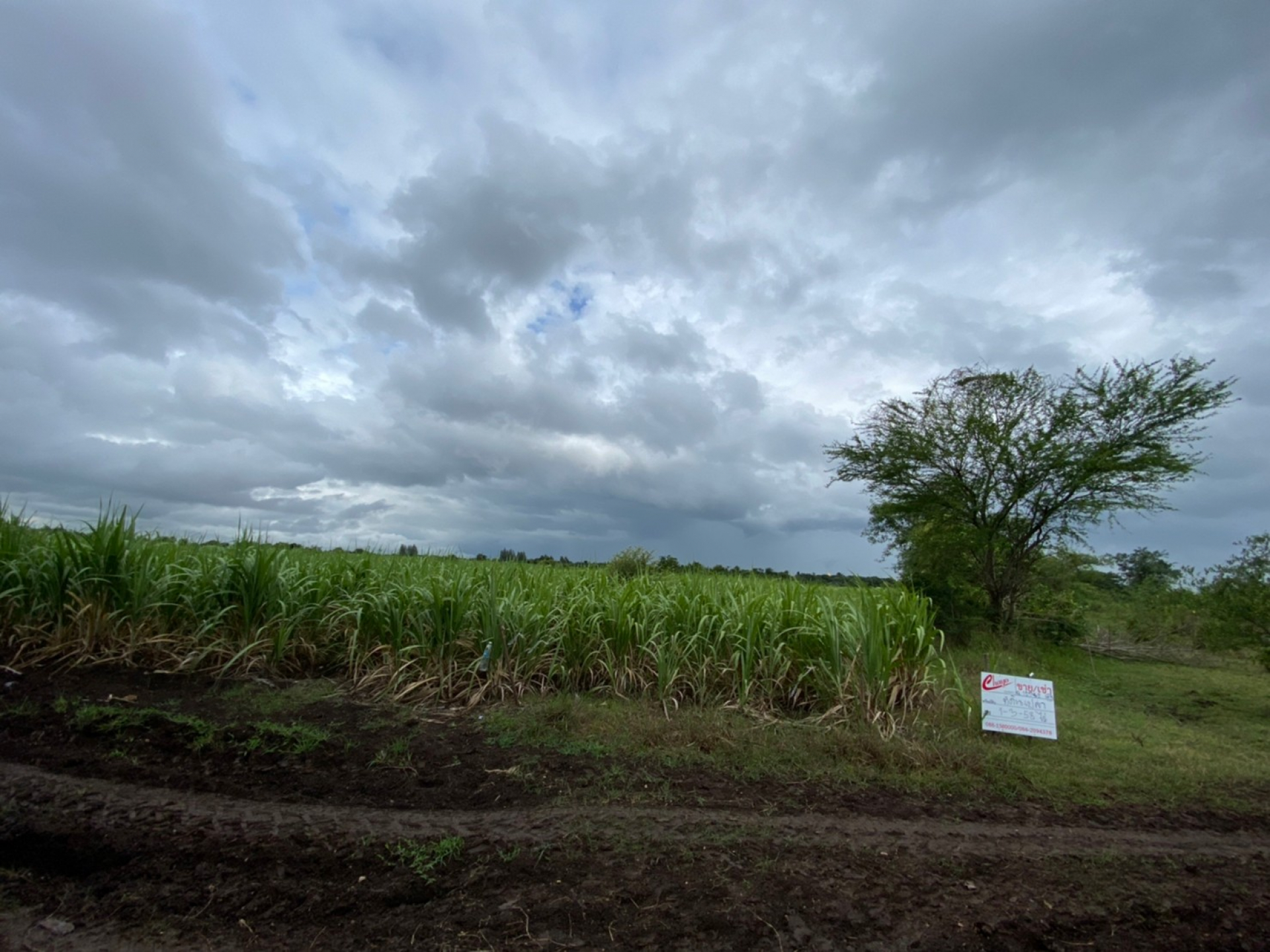 ที่ดินเปล่า คก.เขาพลวง การ์เด้นท์ รีสอร์ท เนื้อที่ 1-2-99 ไร่