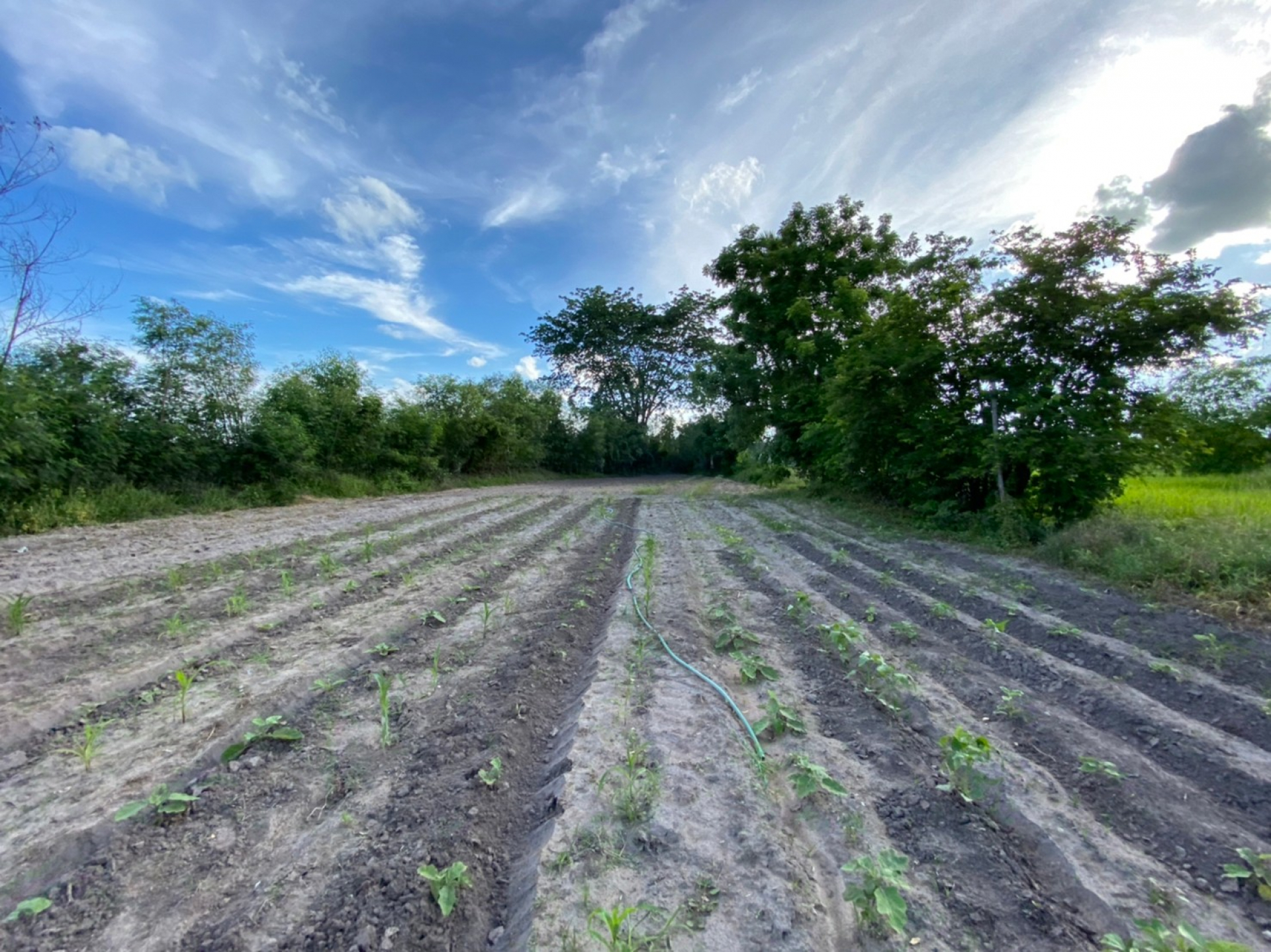 โรงงาน จ.นครสวรรค์ เนื้อที่ 3-2-44 ไร่