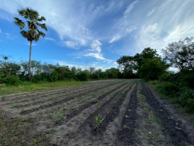 โรงงาน จ.นครสวรรค์ เนื้อที่ 3-2-44 ไร่