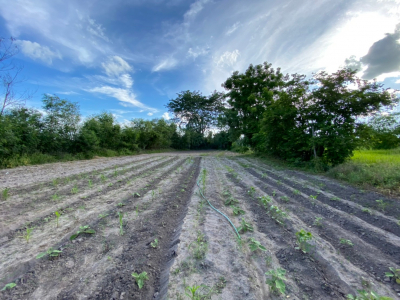 โรงงาน จ.นครสวรรค์ เนื้อที่ 3-2-44 ไร่