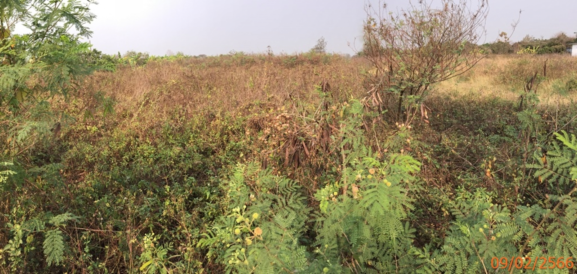 ที่ดินเปล่า 3 แปลง อ.สารภี จ.เชียงใหม่ 8ไร่ เศษ